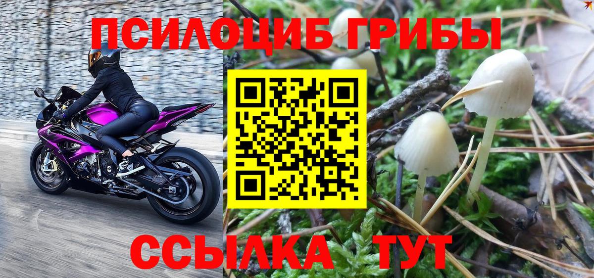 Псилоцибиновые грибы Cubensis  Ачинск 